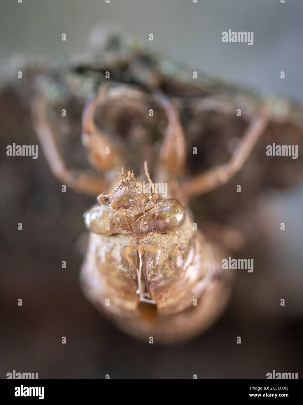 Un exosquelette fragile accroché à un arbre est tout ce qui reste d'une cicada qui a transformé en mue et en volant. Banque D'Images
