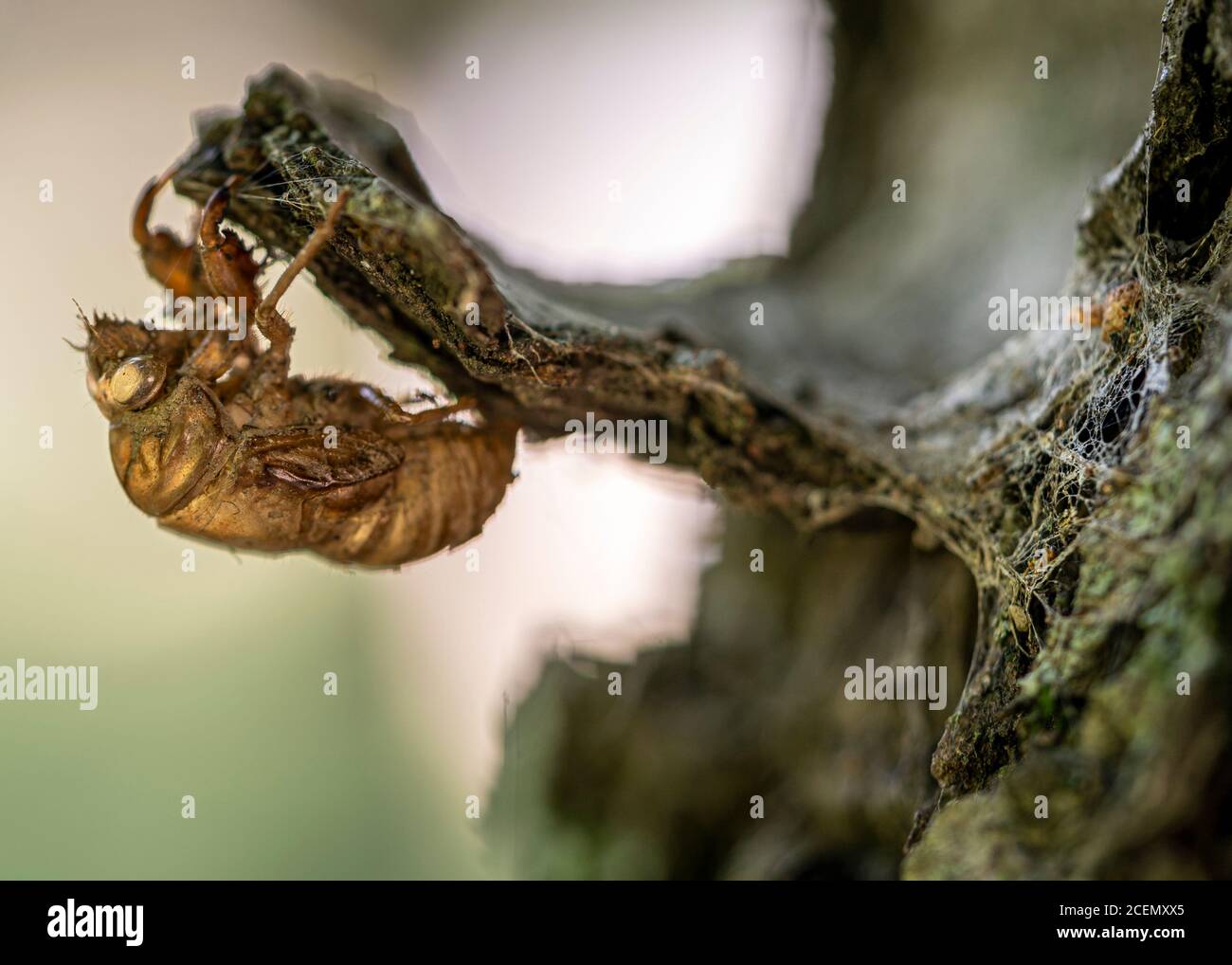 Un exosquelette fragile accroché à un arbre est tout ce qui reste d'une cicada qui a transformé en mue et en volant. Banque D'Images
