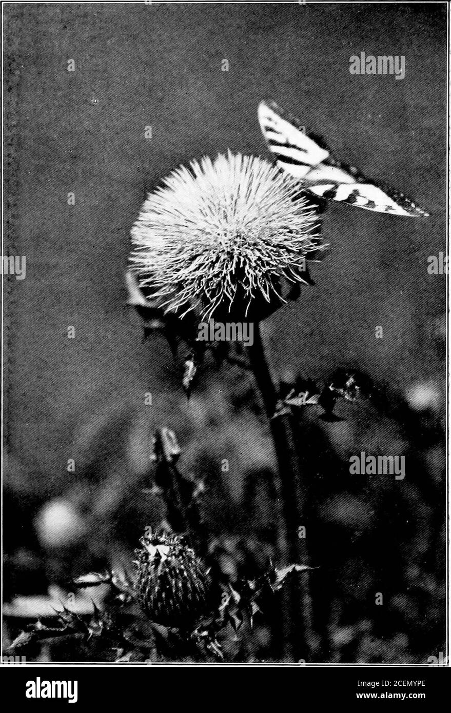 . Le côté humain des plantes. CHARDON CO.M.MOX. Cirsium Innreola/iim. L'insecte Go-l)et«een., sont récompensés avec un miel qui est si doux qu'il les intoxique souvent. LES PLANTES CACHENT LEURS FLEURS 167 ses tiges au-dessus du sol. Ces haricots agissent comme une assurance double pour les plantes perpétuation.ils sont cultivés en gousses, et quand les gousses areripe les graines sont lancées loin, assurant ainsi une distribution large; Alors que dans le même temps, le wiseplant a entreposé les arachides souterraines pour assurer la récolte des années suivantes dans le voisinage immédiat.ces arachides souterraines ont été fournies par la fl souterraine unique Banque D'Images