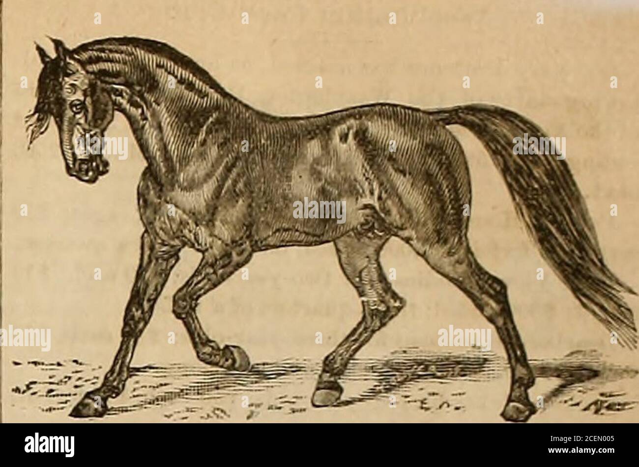 . Éleveur et sportif. Odmares. Elle est le barrage du Col. Wisners mare Solo, quatre-vear-Old, 2:2S, et procès à six ans,2:18^. Monnaie, procès d'un an, 1882, de 2,-46. Jersey Lilv, procès à quatre ans. 2;2I, qui a été brûlé dans l'incendie de Wilson. Nannie Smith, le barrage de C. M. Clay. Jr., deux ans-olrl lecorti 2:31^ (Stallion). SoloandNannie Smith sont les sœurs à part entière de Steinway. Btrathmore, par Ryadvks Hambletonian. Premier barrage par l'Amérique du Nord, le sire de White Hall, il sire de Rhode Island, record 2:23. Second barrage de Hais Hambletonian, Hé des évêques Hambletonian, He de Imp. Messenger. Cuyler, Banque D'Images