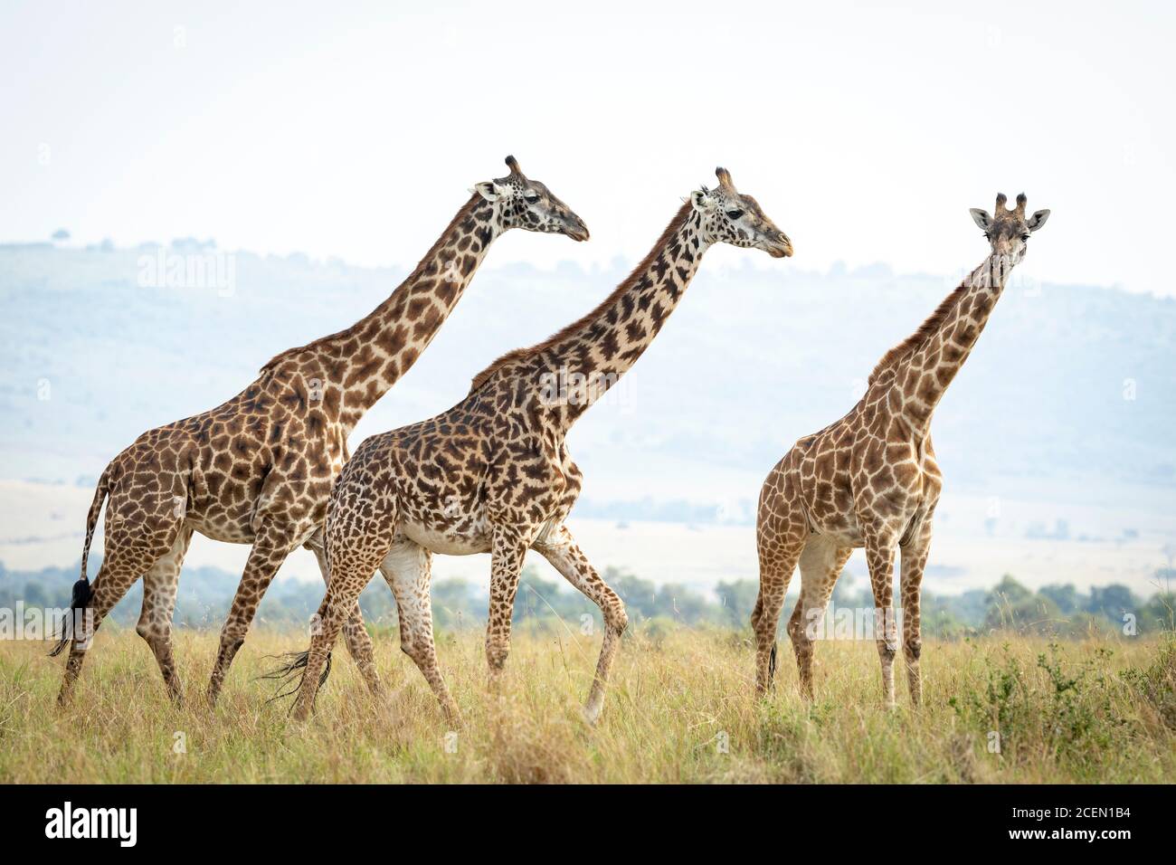 Tour de girafe marchant ensemble dans une grande herbe à Masai Mara au Kenya Banque D'Images
