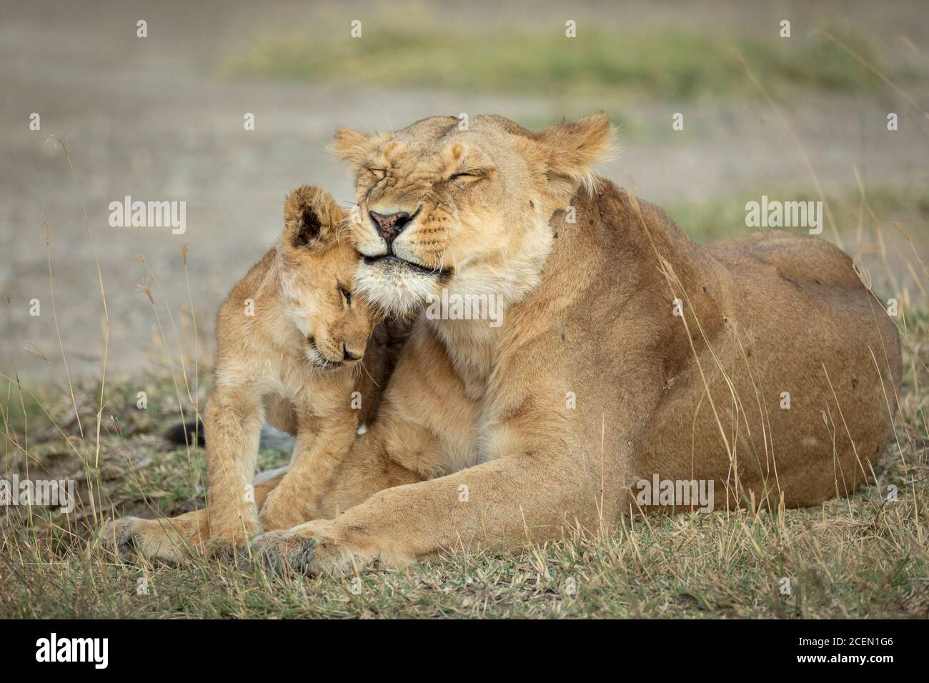 Lionne son lionceau Banque de photographies et d’images à haute