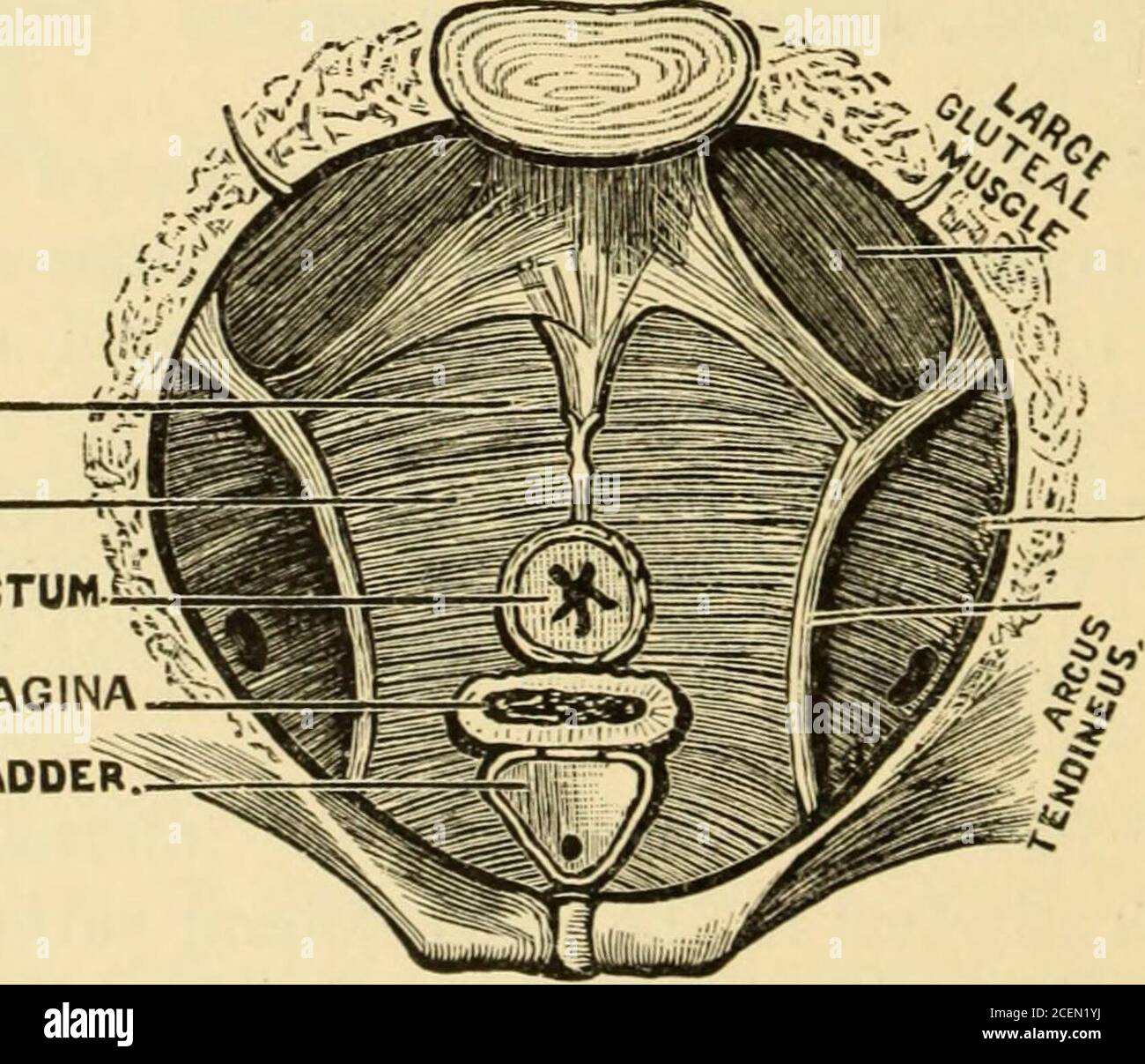 . La science et l'art de la sage-femme. INTERNALOBTURATORLARGE SAC RC-SCIATIQUE LIG. Figure 105.—Section du bassin, montrant le muscle interne de l'obturateur. (Tarnier et Chantreuil.) La sortie du bassin est fermée par une succession de couches, qui constituent ensemble le plancher périnéal ou pelvienne. Ces couches, passant de l'intérieur à l'extérieur, se composent respectivement des cutaneoustissue externes, des couches musculaires avec leurs aponeuroses associées, du tissu cellulaire sous-péritonéal et du péritonaeum. COCCYGEUS LEVATOR AN I?. OBTURATORINT. SECTION DU RECTUM SECTION DE VAGINASECTION DE LA VESSIE 3 FIG. 106 Banque D'Images