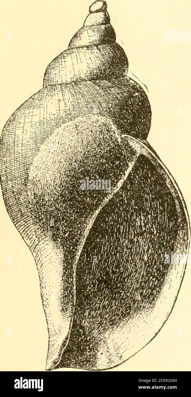 . Coquillages d'Amérique de l'Ouest; une description en termes familiers des principaux mollusques marins, d'eau douce et terrestres des États-Unis trouvés à l'ouest des montagnes Rocheuses, y compris ceux de la Colombie-Britannique et de l'Alaska ... Figure 172, X i (*) Fig. 171, X IA (*) l'ouverture est blanche et neige à l'intérieur. Une autre coquille de cette série est illustrée à la figure 172. Itsname est Benngiuskennicottii, Dall,Kennicotts Ber-ing-shell. Eplitarrive dans les eaux superficielles sur la côte de l'île Kadiak, MARINE UNIVALVES 177 mais se retire ensuite à de plus grandes profondeurs. Ithas une couche marron clair, sous laquelle le s Banque D'Images