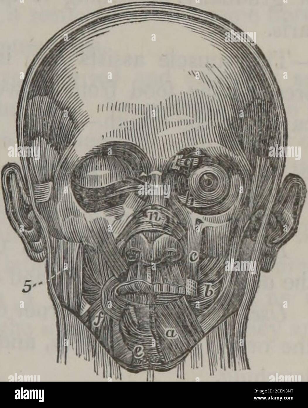 . Un système d'anatomie pour l'utilisation des étudiants de la médecine (Volume 1). e maxilla à l'angle de la bouche, à l'abaisseur labii infioris à l'intérieur, et à la peau et la graisse sans, en tournant progressivement plus étroit :et est inséré dans l'angle de la bouche, se joindre au zygo-matics majeur et au levator anguli oris. Utilisation. Pour abaisser le coin de la bouche. Dépresseur Labii Inferioris, surgit, large et charnu, intermélangé avec la graisse, de la partie inférieure de la mâchoire inférieure près du menton; tourne obliquement vers le haut, et est inséré dans le bord de la lèvre inférieure, s'étend le long d'une moitié du couvercle, et Banque D'Images