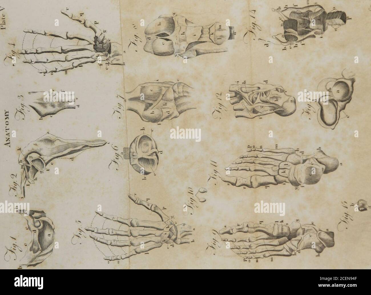 . Un système d'anatomie pour l'utilisation des étudiants en médecine (Volume 1). L'extenseur proprius pollicis pedis,et le tibia et le ligament capsulaire de la cheville. 3. Entre les tendons de l'extenseur digitorum longus, andligament de la cheville. 4. Commun aux tendons des muscles peronei. 5. Propre au tendon du brevis peroneus. 6. Entre le tendon achilis et os calcis, dans la cavité dont un peloton ou masse de graisse projette. 7- entre le calcis de l'os et la flexor pollicis longus.8. Entre la flexor digitorum longus et le tibia et l'oscalcis. BUKSJE MUCOSAE DU PIED. 249 9. Un bu Banque D'Images