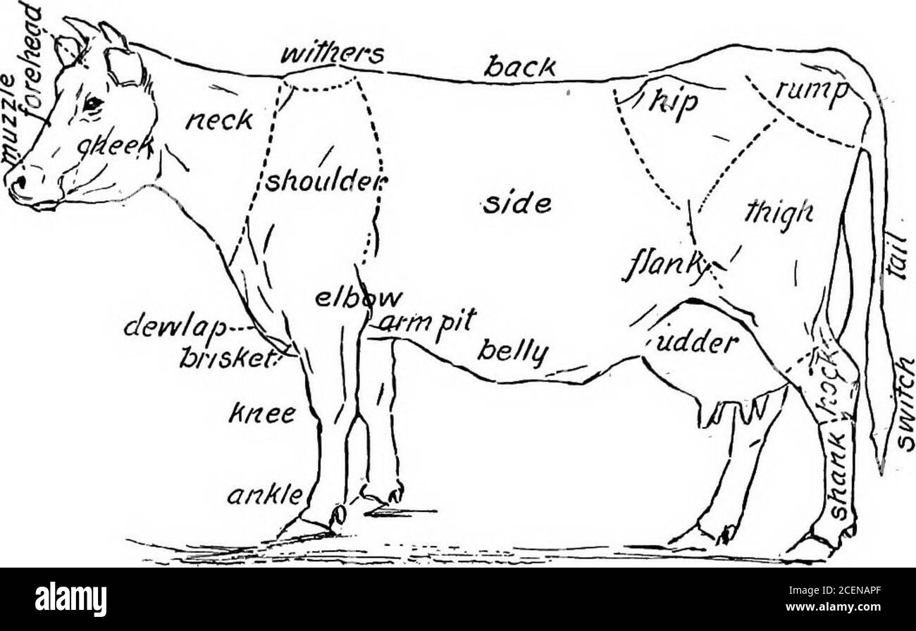. Agriculture pour les écoles du Sud. Figure 194. — UNE vache Holstein est de couleur gris argenté et fauve. Les marquages blancs sont obligatoires. Les jambes et le nez sont souvent noirs. Un Jerseyor même un grade de Jersey peut généralement être distingué de la plupart des autres bovins par la moustache. Il s'agit d'un anneau de cheveux de couleur claire autour du museau ou du nez. La race Guernesey. — cette race est très semblable à celle du Jersey, mais sa forme est un peu plus grande et plus grossière, et les couleurs claires sont moins courantes. Le lait Guernesey est riche en quiteas comme Jersey. Ces deux races ont le droit de s'écêrer les deux principales races de beurre. Le Guernesey 298 AGRI Banque D'Images