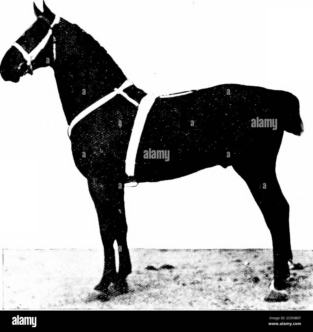 Agriculture pour les écoles du Sud. V^^Xa^ Fig. 184.—UN cheval de  dépouille; Clydesdale jette leur poids et leur force d'équerre contre le  collier.leurs pieds sont grands. Dans les États du Sud