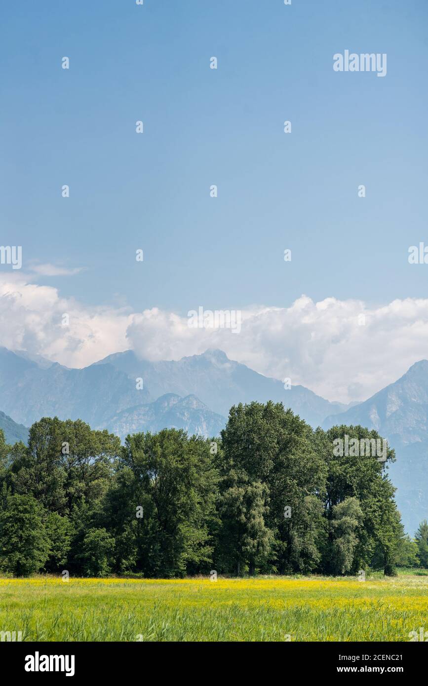 Alpes de montagne pittoresques et prairie verte avec fleurs jaunes près du lac de Côme. Colico. Italie. Banque D'Images