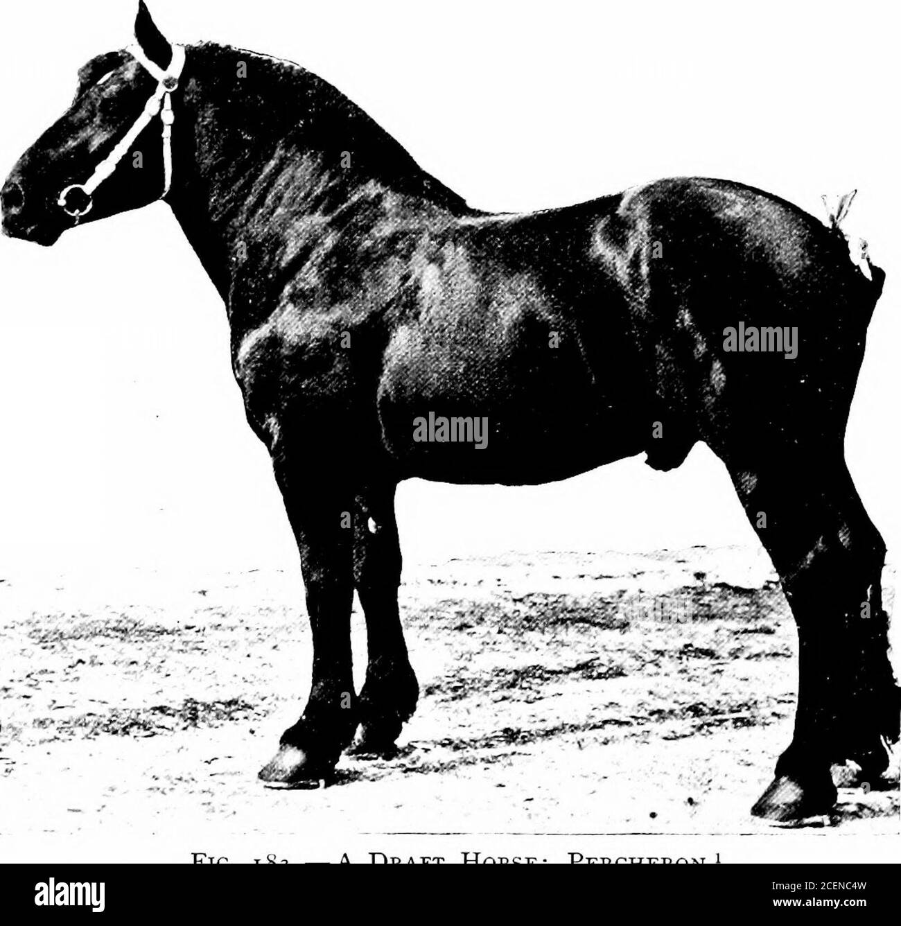 . Agriculture pour les écoles du Sud. Figure 182.—UN type de Live-stock souvent élevé en Europe, MAIS MOINS populaire dans ce pays la photo montre une chèvre attelée à un petit chariot, pour le plaisir des enfants. SECTION LII. CHEVAUX les trois principales classes de chevaux sont (i) des drawthorses, (2) des chevaux d'entraîneur ou de calèche, et (3) des ridingands légers; des chevaux. Figure 183. — UN cheval à la dépouille; des chevaux à la dépouille de Percheron. — il y a beaucoup de races de chevaux de trait, la plupart d'entre eux venant de France, de Belgique, d'Angleterre, et ^ toutes les figures de chevaux et aussi des figues. 193, 194, 197, 199 et 200 sont usurpeavec l'autorisation du sélectionneur^ Banque D'Images