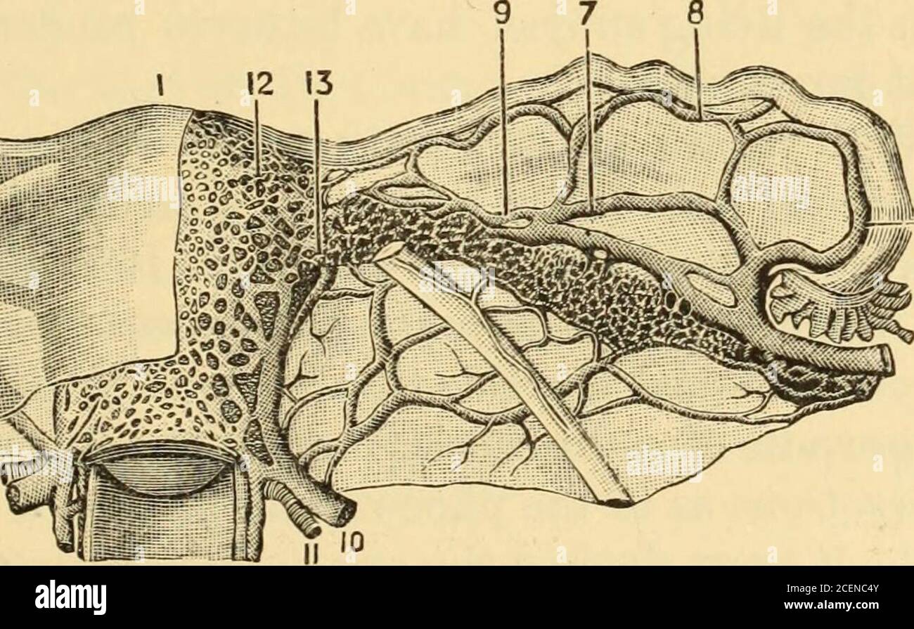 . La science et l'art de la sage-femme. ..1.V3. Figure 19.—veines utérines et utéro-ovariennes (plexus pampiniformis). 1, utérus vu du front; sa moitié rio-ht est couverte par le péritonaeum; sur la moitié gauche on peut voir le plexus des veines utero-ovariennes (spermatique interne); 6, vaisseaux utero-ovariens couverts par le péritonaeum; 7, les mêmes vaisseaux exposés; 8, 8, 8, veines du tube de Fallope; 9,plexus veineux- de l'hilum ovarii; 10, veine utérine; 11, artère utérine; 12, venousplexus, coverino1 les bords de l'utérus; 13, anastomoses de l'utérus avec la veine sutero-ovarienne (int. spermatique). (S Banque D'Images