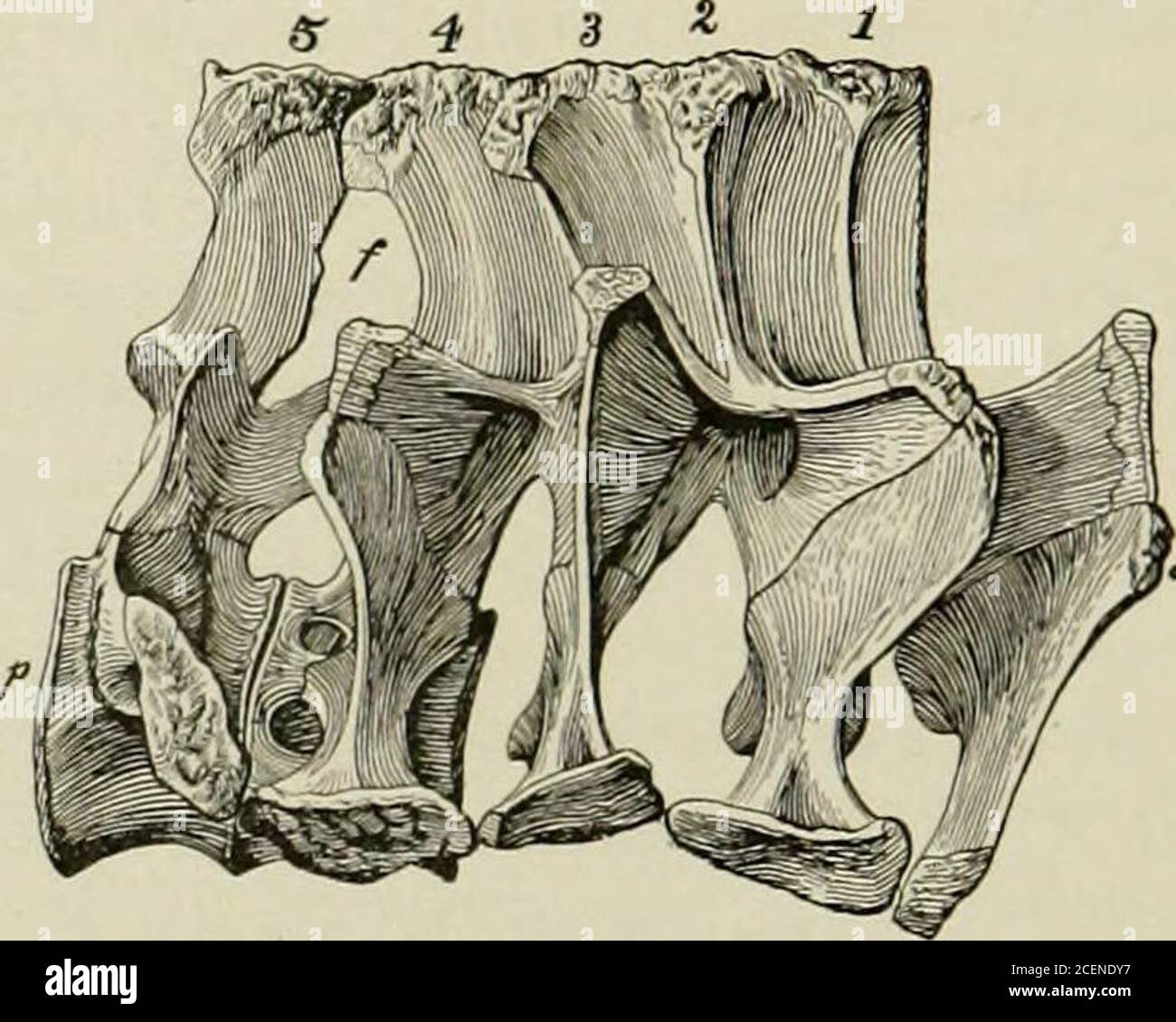 . Ostéologie d'Haplocanthosaurus : avec description d'une nouvelle espèce, et remarques sur les habitudes probables des Sauropoda et l'âge et l'origine des lits Atlantosaurus. um, un inférieur, l'autre supérieur et séparé bv adistance d'environ 215 mm. L'inférieur de ces surfaces est plus prononcé et les deux montrent des rugosités proéminentes. La surface antérieure de cet os est convexe, laface postérieure concave. Entre les surfaces inférieure et supérieure pour le contact avec le théilium, il y a un foramen allongé fermé à l'extérieur par l'ilium et à l'intérieur-ternellement par la branche ascendante. 36 MÉMOIRES DE LA VOITURE Banque D'Images
