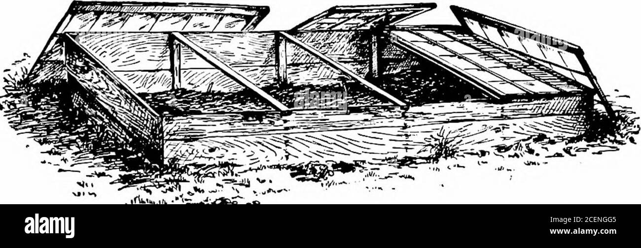 . L'agriculture pour les écoles du Sud. Peut ne pas avoir une rangée dans le jardinier pour vous-même. Parmi les plantes qui peuvent être cultivées le plus rapidement dans les radis itrare, les navets, la laitue, et par temps chaud, le bouquet de haricots mange-tout. Note à l'enseignant. — que les élèves examinent et comparent les graines de jardin qui peuvent être obtenues, quant à leur taille, leur couleur, leur germination, etc. Écrire au Département de l'agriculture, Washington, D.C. pour les agriculteurs Bulletin LE POTAGER 191 No 255 sur les légumes, également pour les publications sur les jardins scolaires, et pour déterminer si votre école devrait en avoir une, ou si les élèves devraient être encouragés à avoir leur Banque D'Images . L'agriculture pour les écoles du Sud. Peut ne pas avoir une rangée dans le jardinier pour vous-même. Parmi les plantes qui peuvent être cultivées le plus rapidement dans les radis itrare, les navets, la laitue, et par temps chaud, le bouquet de haricots mange-tout. Note à l'enseignant. — que les élèves examinent et comparent les graines de jardin qui peuvent être obtenues, quant à leur taille, leur couleur, leur germination, etc. Écrire au Département de l'agriculture, Washington, D.C. pour les agriculteurs Bulletin LE POTAGER 191 No 255 sur les légumes, également pour les publications sur les jardins scolaires, et pour déterminer si votre école devrait en avoir une, ou si les élèves devraient être encouragés à avoir leur Banque D'Images