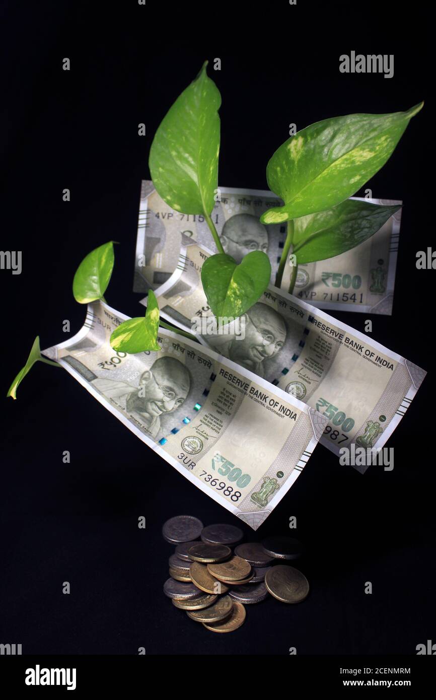 Ivy du diable (Epipremnum aureum) ou feuille de plante de monnaie avec 500 roupies note de monnaie sur fond noir. Arbre des billets image du billet de banque avec plan. Banque D'Images