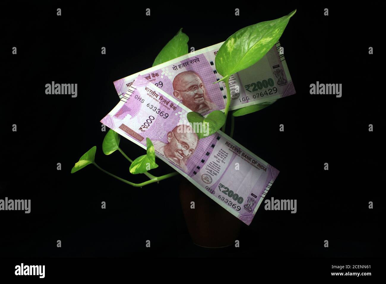 Lierre du diable (Epipremnum aureum) ou feuille de plante de monnaie avec 2000 roupies note de monnaie sur fond noir. Arbre des billets image du billet de banque avec l'usine Banque D'Images