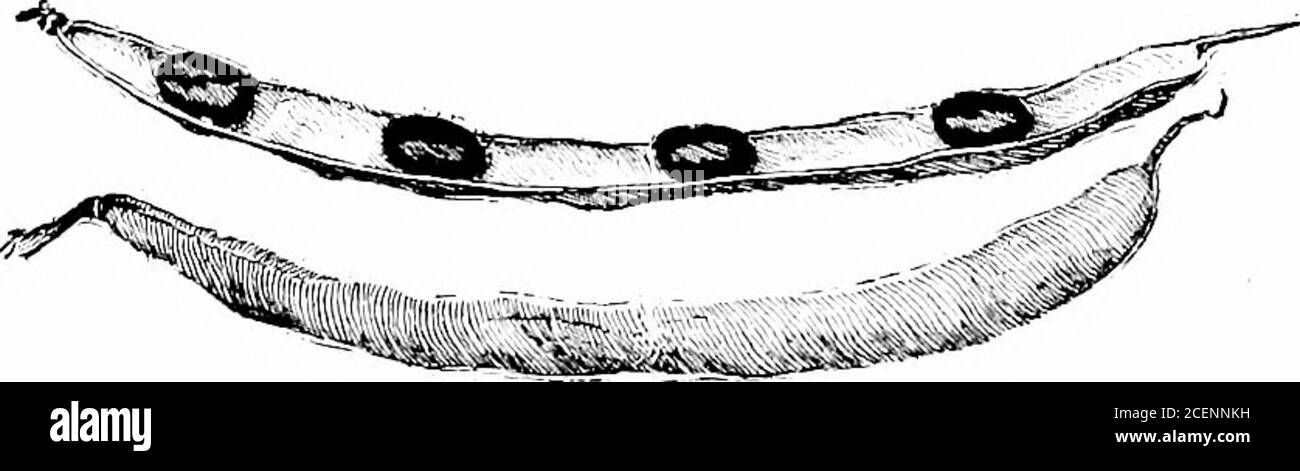 . L'agriculture pour les écoles du Sud. Des plantes à légumineuses vaut la peine de moreto à l'humanité que tout l'or dans le monde entier. Nearlyevery ferme qui à ce jour est trop pauvre pour garder la famille des farmersfamily dans le confort peut être rendue fertile par l'utilisation sage ofcowpeas, trèfle pourpre, et les légumineuses apparentées. Exercice. — faire une boule de boue d'argile raide et pauvre et la mettre awa) toassécher. Faites un autre de la moitié d'argile et moitié sombre, terre de bois fin. Sec Letit. Essayez de faire une boule de boue ferme de bois sombre terre seul.après séchage, lequel des deux premiers crumbles le plus facilement ? Pourquoi ?Find toutes les plantes que vous pensez peut être des légumineuses. Apprenez un Banque D'Images