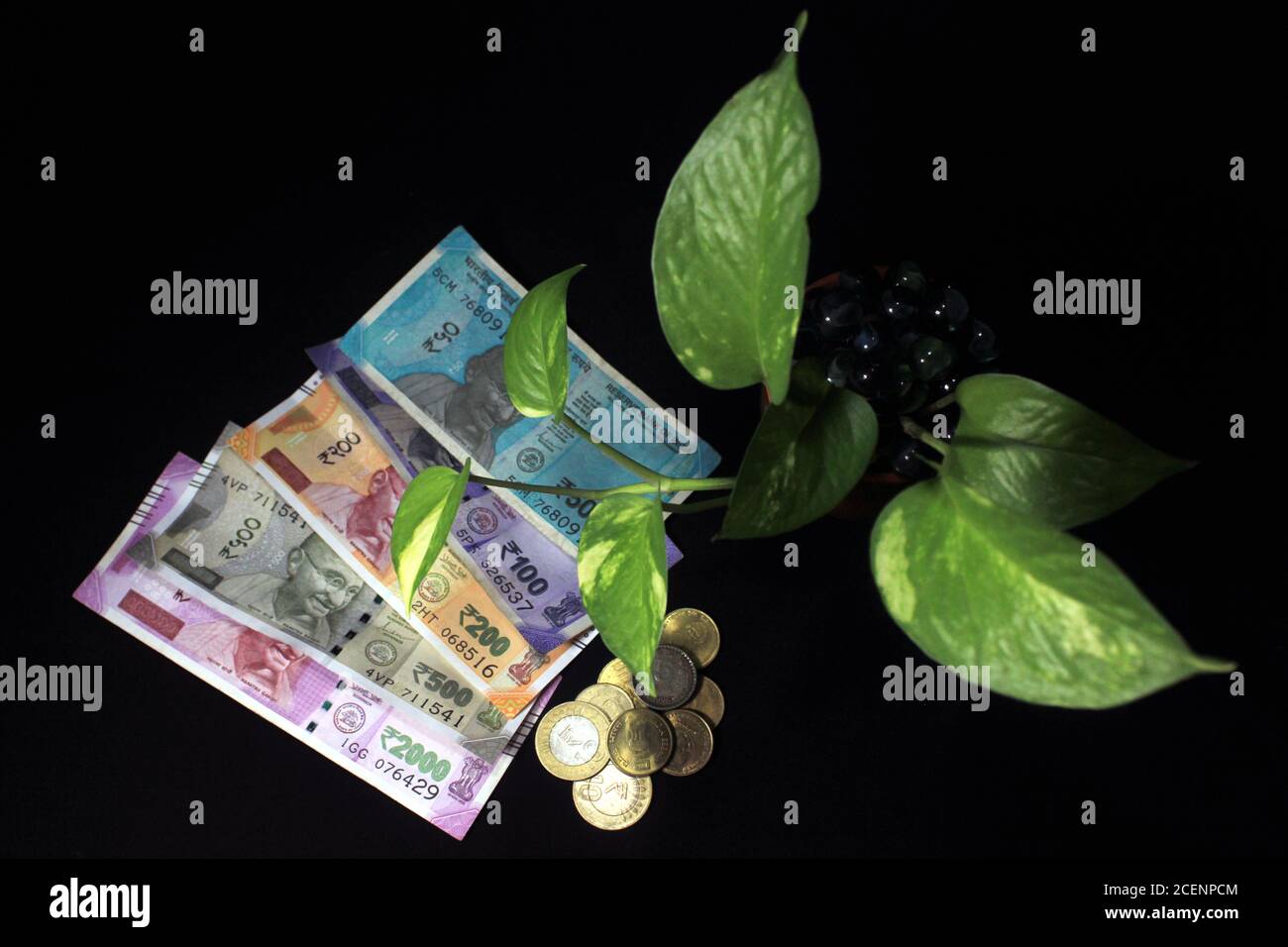 L'ivie du diable (Epipremnum aureum) ou feuille de plante de monnaie avec 50, 100, 200, 500, 2000 roupie note de monnaie sur fond noir. Billet de banque avec plante en croissance Banque D'Images