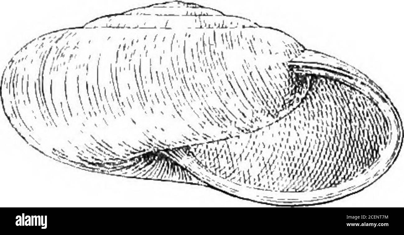 . Molluska ... &gt;IF :^ Fig. 61.—Bensonia mcnticola. Croisant les tourbillons à intervalles irréguliers ; spires faibles, conooïdales; tourbillons 6-7, convexes, le dernier arrondi à la périphérie; apertureoblique, largement et de façon subovace; péristome aigu, épaiséneintérieur avec une calosité blanche, marge columellaire réfléchie à théombilicus. Diam. Majeur 40, min. 33, hauteur 18 mm. Haj). Himalaya occidental de Kumaon à Hazara à des alevationsd'environ 3000-7000 pieds, et localement plus élevé; pas au nord de thePir Panjal au Cachemire. La bande profonde de la spirale rufeuse se produit dans les coquilles autrement de couleur pâle, et est apparemment commune Banque D'Images