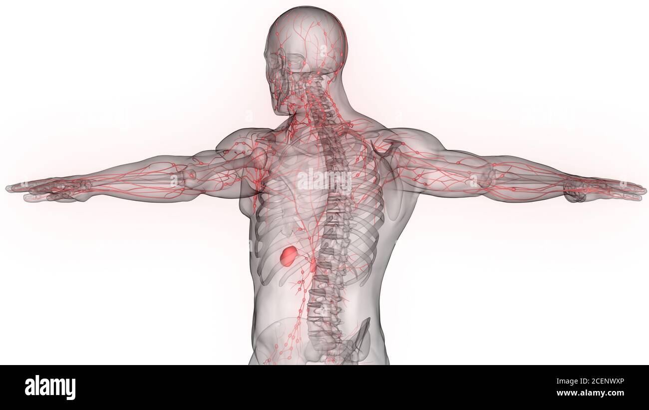 Système interne humain ganglions lymphatiques Anatomie Banque D'Images