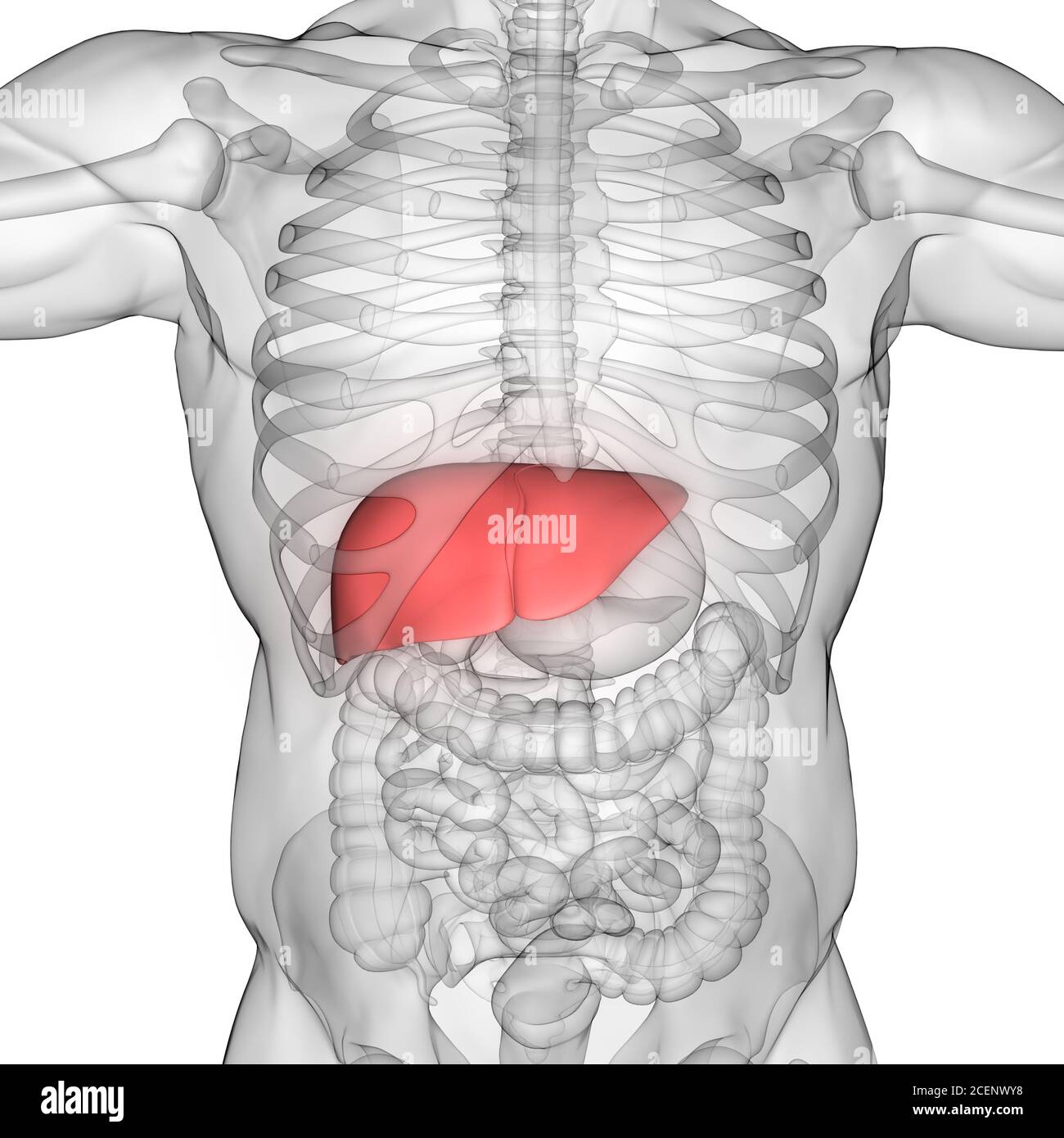 L'Organe digestif interne Anatomie du foie Banque D'Images