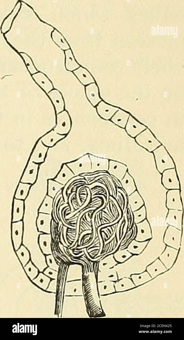 . Anatomie, descriptive et chirurgicale. Structure minute du rein. Corps de Malpighien. Qui avec les cellules trempent entre les lobules du glomérule, les entourent étroitement (Fig. 628). Ainsi, entre le glomérule et la capsule, il reste un espace, formant une cavité bordée par une couche continue de cellules qui varie en taille en fonction de l'état de sécrétion et de la quantité de liquide qui y est présente. Les cellules, telles que l'abovested, sont squameuses chez l'adulte, mais chez le fœtus et le jeune sujet sont polyhédhédalor même colonnaire. Les tubuli uriniferi, commençant dans les corps malpighiens, dans leur cours pré-sen Banque D'Images