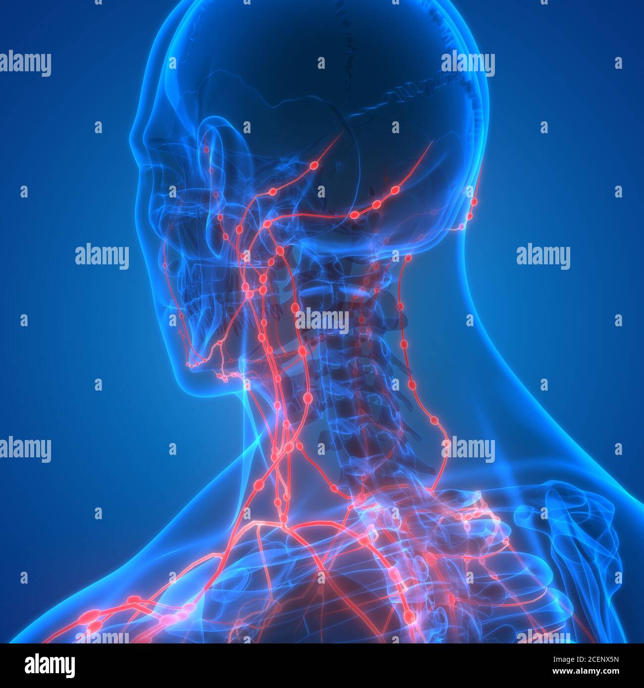 Système interne humain ganglions lymphatiques Anatomie Banque D'Images