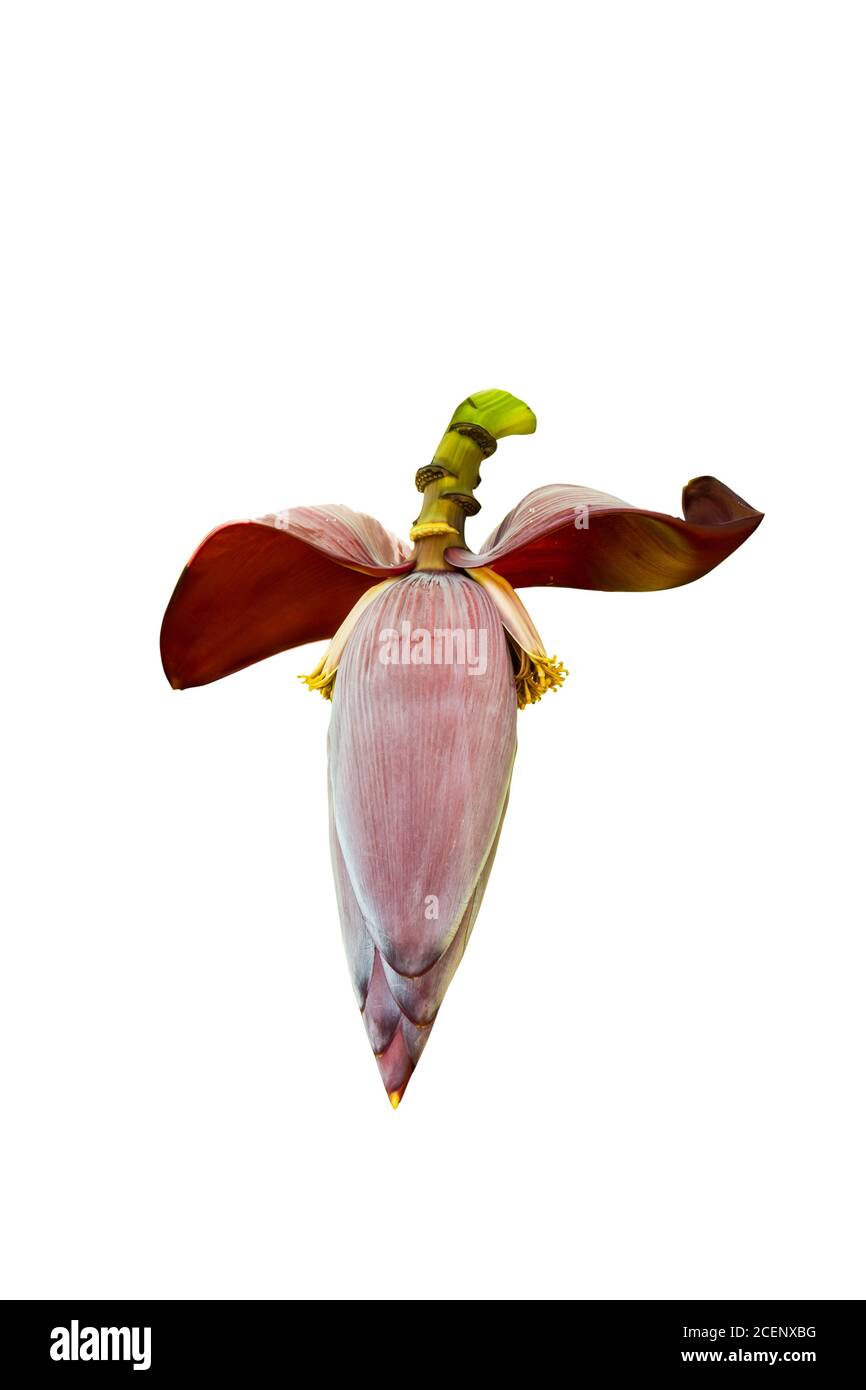 Fleur de banane mangée comme légume isolé sur fond blanc Banque D'Images