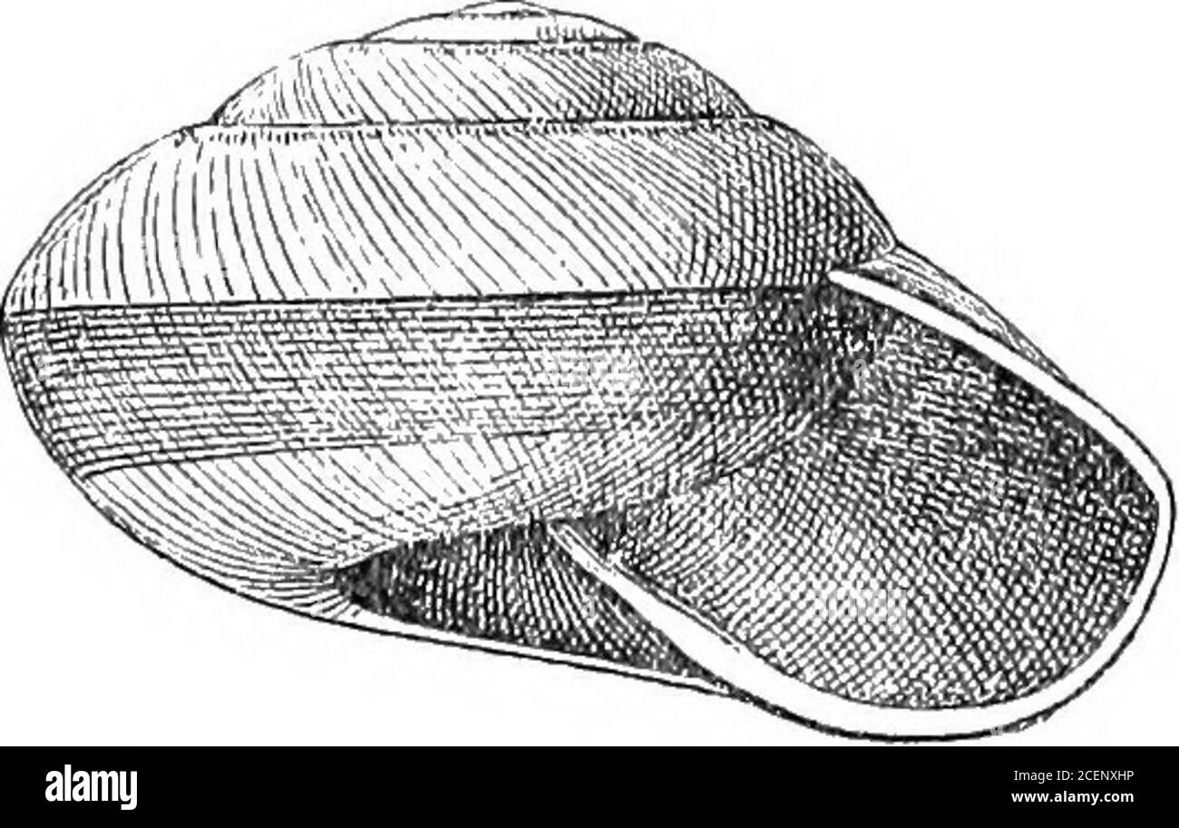 . Moluska ... y Pfeiffer comme une variété de l'espèce actuelle. La Thesculpture est toutefois finement décussatée, sans les marques caractéristicisfurniées de A. cTienui, et les coquilles sont scarcelydistinguables de la variété Travancore ou de la sous-espèce OFA. Basilessa déjà décrite (p. 40) comme A. enisa. Hemijolecta simoni est fondé sur la variété avec un slightlyhed spire représenté dans pi. 27, fig. 4 de Hanley et Theobalds Conchologia indica. c. Tourbillons à stries transversates, sans décussation ni rainures. 73. Ariophanta (Xestina) Juliana, Gray (Nanina), P. Z. S. 1834, p. 58 ; PFR. (Hélice) Banque D'Images