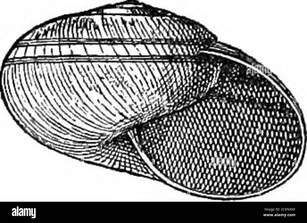 . Moluska ... sur le Gange), Manbhum, Cuttack, Madras, et d'autres endroits dans le Carnatic. Sauf dans la hauteur de la flèche, il n'y a que peu de variation. AEEOPFANTA. 39 Ariophanta bistrialis, Bech (Nauina), Ind. Mol. i, p. 2 (1837, descr.); PFR., chemin Ed. 2,1846, Helix, no 61, pi. 11, fig. 10,11; id (Helix) Mon. Hel. i, 1847, p. 71 ; ID. T. c. VII, 1876, p. 122 ; H. 8 ; T. (Helix) C. I. 1876, pi. 29, fig. 1 ; Qodwin-Austen (Nilgiria), mol. IND. Ii du 1898, p. 80, pi. 81, fig. 4 (organes génitaux), pi. 82, fig. 5 (radula). Hélice ceylanica, PFR. Zeitschr. Mai. 1850, p. 67; id Man. Sel.iii du 1853, p. Banque D'Images