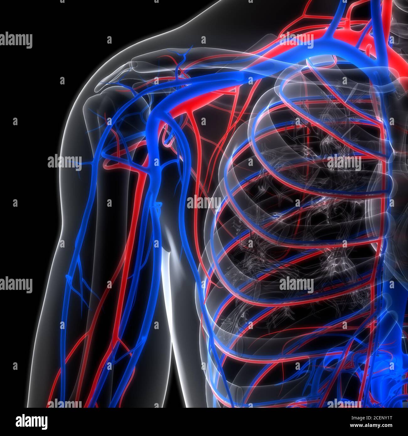 Système circulatoire humain artères et veines Anatomie Banque D'Images