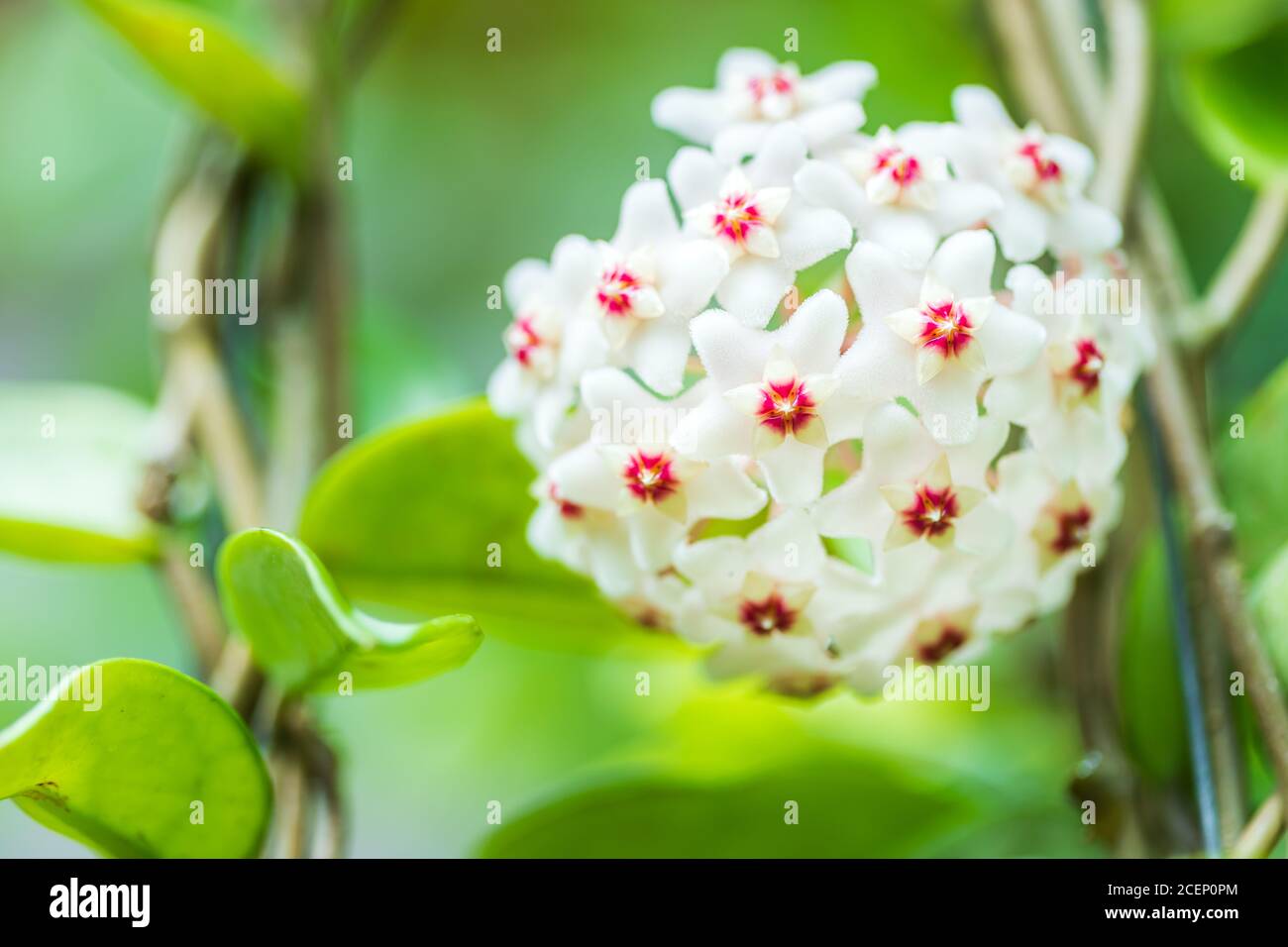 Gros plan de fleurs blanches et roses en forme d'étoile de carnosa de Hoya ou de fleur de porcelaine ou de cire. Banque D'Images
