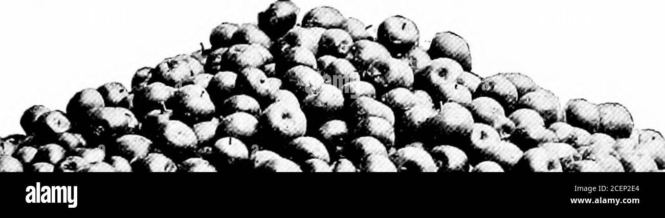 . L'agriculture pour les écoles du sud. Il vaut la peine d'apprendre à agrandir les cropsplus, les animaux de ferme plus utiles et rentables; howto faire le jardin et le verger produisent un supplyde légumes et de fruits continus; et comment embellir les sols autour de la maison et de l'école. Il vaut la peine, aussi, pour nous tous de savoir comment protéger nos plantes de la maladie et comment conquérir nos insectfoes. Si les rougettes, les smuts et les mildides détruisent le champ de cropsof, le verger ou le jardin, la connaissance suggère des moyens de les prévenir ou de les détruire. Si les chenilles, les insectes, les charançons, et une foule d'autres insectes nuisibles s Banque D'Images