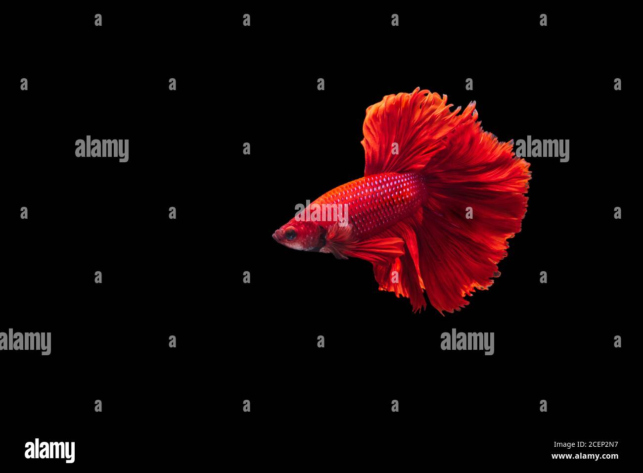 Poisson de combat Siamois rouge Betta splendens, sur fond noir, Betta Fancy Koi Halfmoon Plakat Banque D'Images