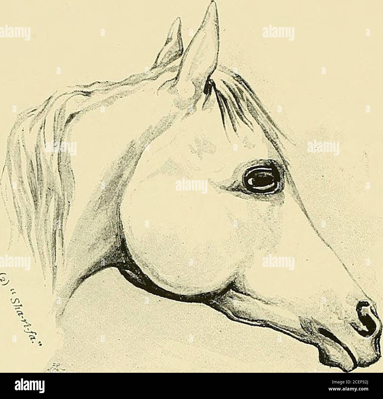 . Le cheval arabe, son pays et son peuple : avec des portraits d ...