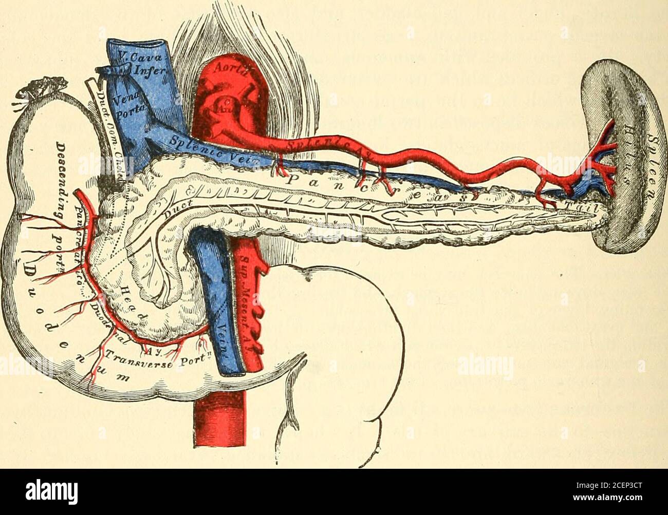 . Anatomie, descriptive et chirurgicale. t vertèbre lombaire: L'artère mésentérique supérieure et la veine, la veine mésentérique inférieure, le commencement du VENA, la veine cave, l'aorte, la veine rénale gauche et la crura du diaphragme. La bordure supérieure est épaisse, et repose sur elle, près de son centre, les 57 898 ORGANES DE DIGESTION cœliaque. Axe; l'artère splénique et la veine sont logés dans une gorge profonde ou un canal dans cette bordure; et à droite, la première partie du duodénum et l'artère hépatique sont en relation avec elle. La bordure inférieure, plus fine que la bordure supérieure, est séparée de la tran Banque D'Images