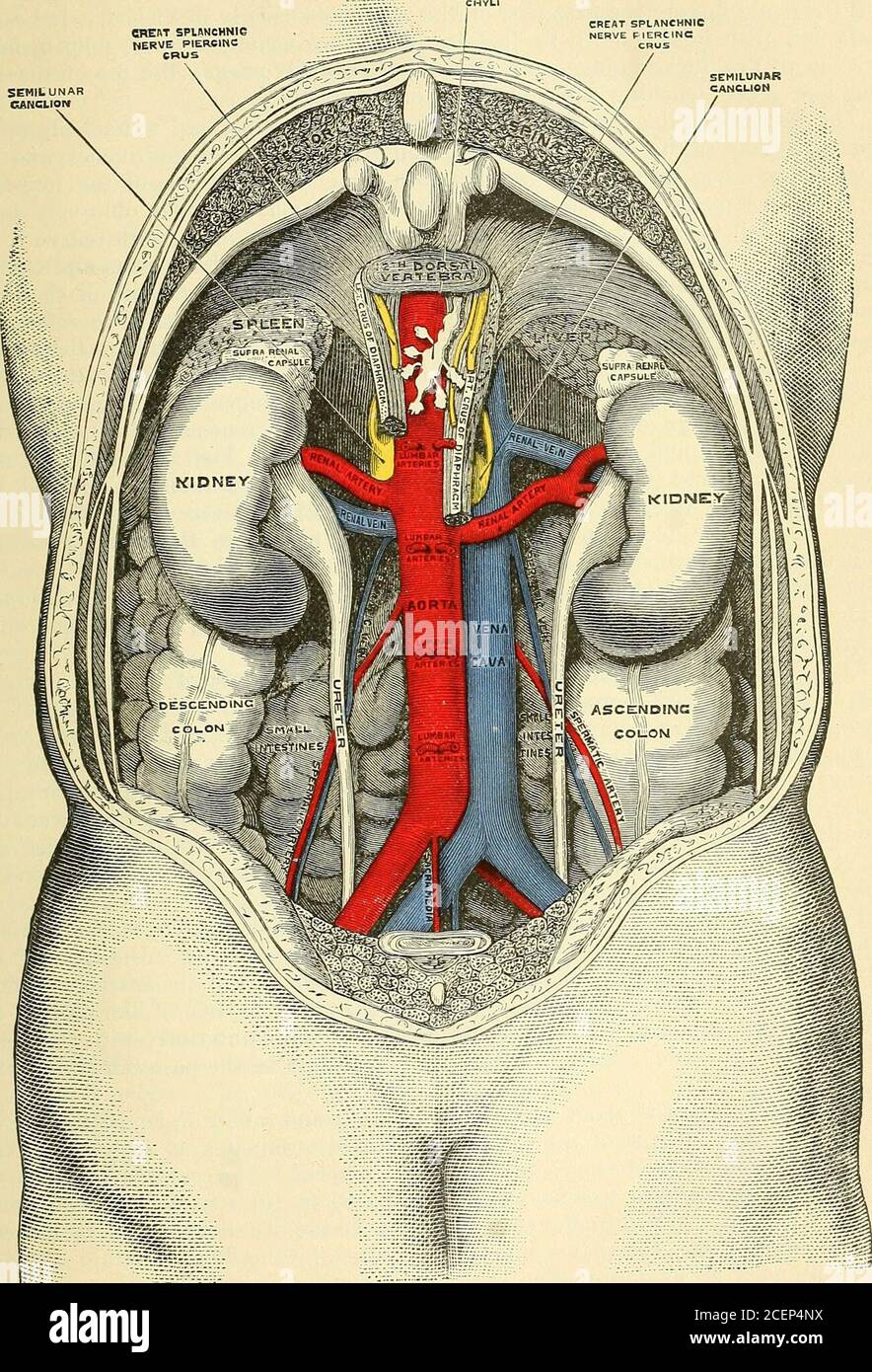 Anatomie, descriptive et chirurgicale. Diagramme des relations du gros  intestin et du rein, de l'arrière. , surface que le côlon ascendant  (Treves). [Il est très important de localiser précisément le théolon