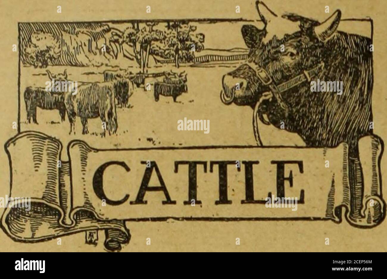 . The Mark Lane express, revue agricole & c. au Royal Counties Show,1905. Et 2e au Dark Royal. 1905. et suc-cessentilly utilisé par son éleveur cette saison. Les brebis Dorset comprenaient une sélection de choix parmi les brebis iffeuses du locklock lauréat de M. F. J. Merson, y compris les deux bestewes du 2e prix oeh à Park Royal. InShropshires, M. Pearson a été tout aussi pour-tunate en assurant une belle bevy de cisaillement-*ling brebis de Sir Walter Corbets lot-gagnant troupeau, sired! Par Montford Lucerne11174. Thorpe Reynold 921. Reynold Presi-dent 11573 et Reynold Baron 11861. Ces brebis étaient Banque D'Images