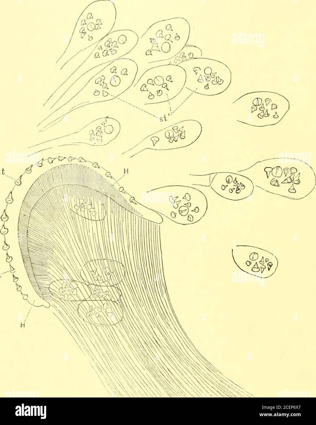 . Rapport sur les résultats scientifiques du voyage de H. M. S. Challenger au cours des années 1873-76 sous le commandement du capitaine George S. Nares... et du défunt capitaine Frank Tourle Thomson, R. N. ecies, Bien que non représenté par des spécimens complets, a été dragué par le Challenger au large de Saint-Vincent, aux îles du Cap-Vert, en juillet 1873. MTntosh a identifié les fragments avant qu'ils ne soient entrés dans mes mains, et les remarque dans ses notes préliminaires comme suit :— deux fragments d'une forme apparemment étroitement liés à Drepanophorus rubrostriatus, les deux mesurant environ 14 mm. Par environ 0,3 mm. De largeur. Le co Banque D'Images