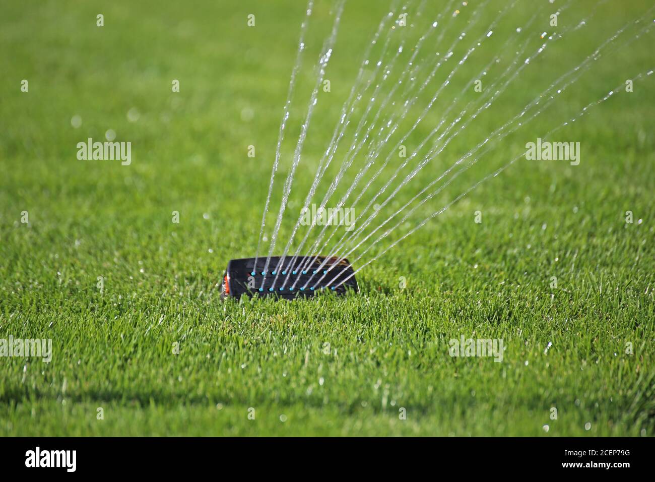 Arrosage du jardin avec pelouse bien entretenue Banque D'Images