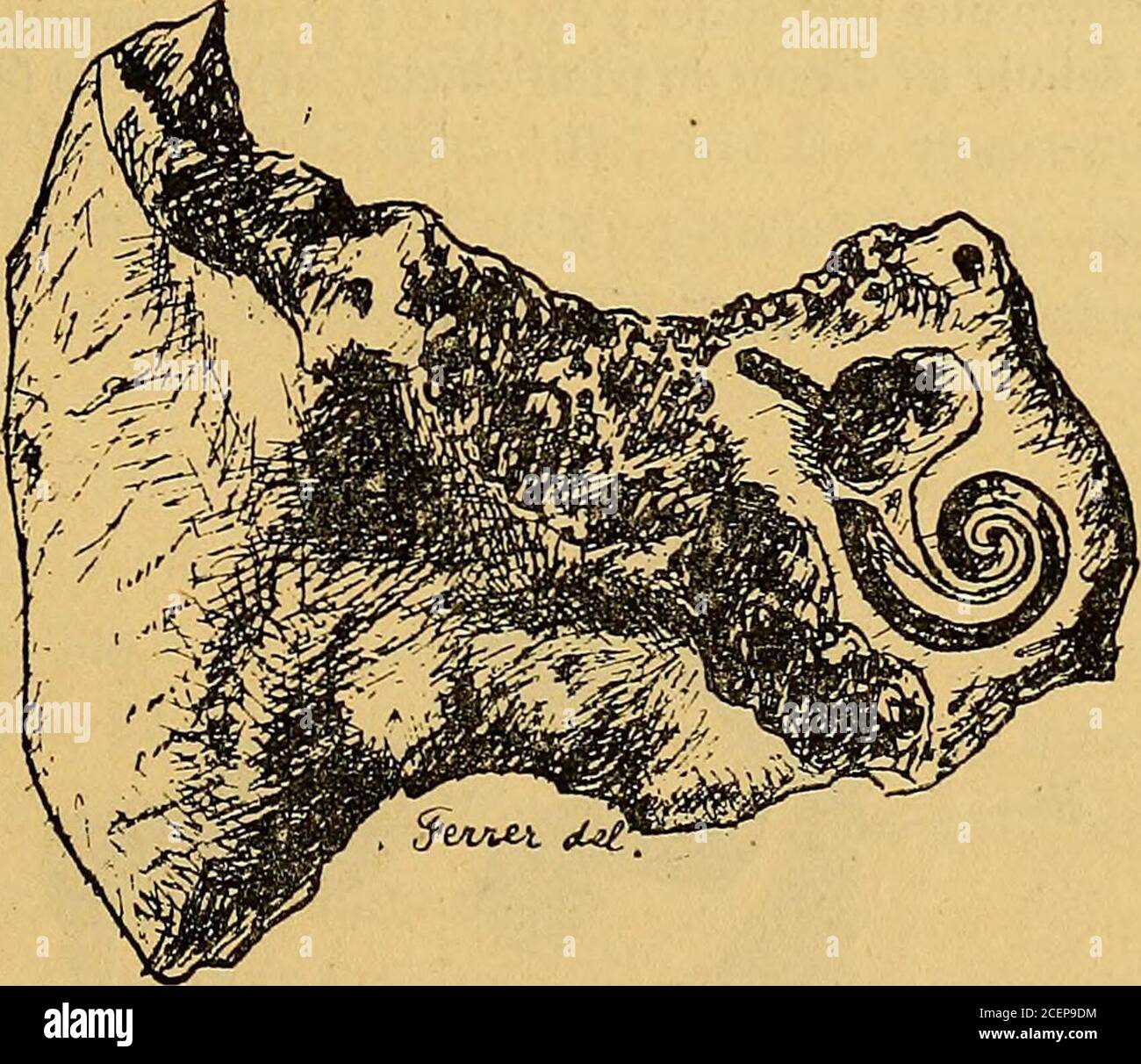 . Actes de la Socilinnne de Bordeaux. Figure 9. — circonférences représentant la coupe du limon à son origine pour mon-trer le changement d'orientation des noms spirales repensées ici par le diamètre de la circonférence. fig. 10 montre ce change dorientation de la lame spirale quandon a enlevé le répertoire. CEST dans la zone de transition entre. Figure 10. — Monte la même disposition vue dans sa continuité. Le répertoire a étéenlevé et sur voix la torsion de la lame spirale de son origine vestibulaire au point de départ du premier tour de flèche du limon. les deux positions extrèmes de Banque D'Images