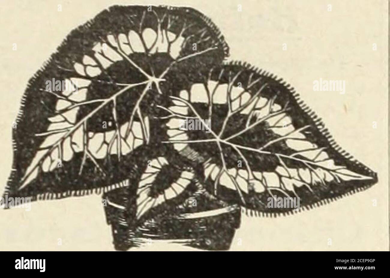 . Graines, bulbes, plantes. THC ET STOKI. Fleurs Begonias ils sont de la culture la plus facile et tout sol, si bien arrosé, inssuresuccès. En tant que plantes en pot pour le gagnant-dow et le conservatoire, à la fois pour le gagnant-ter et l'été floraison, ils sont égaux. Alba picta. Vert foncé, feuilles de forme, tachetées de blanc. Argentea guttata. Feuilles oblongues : pourpre de couleur avec des marques argentées. Foliosa : le plus petit Begonia. Fleurs rose vif. Carnot. Grand feuillage; partie supérieure vert foncé, sous le feuillage pourpre. Fleurs corail rouge; drooping.Sandersoni. Fleurs de écarlate brillantes.Thurstonii. Feuille épaisse et épaisse Banque D'Images