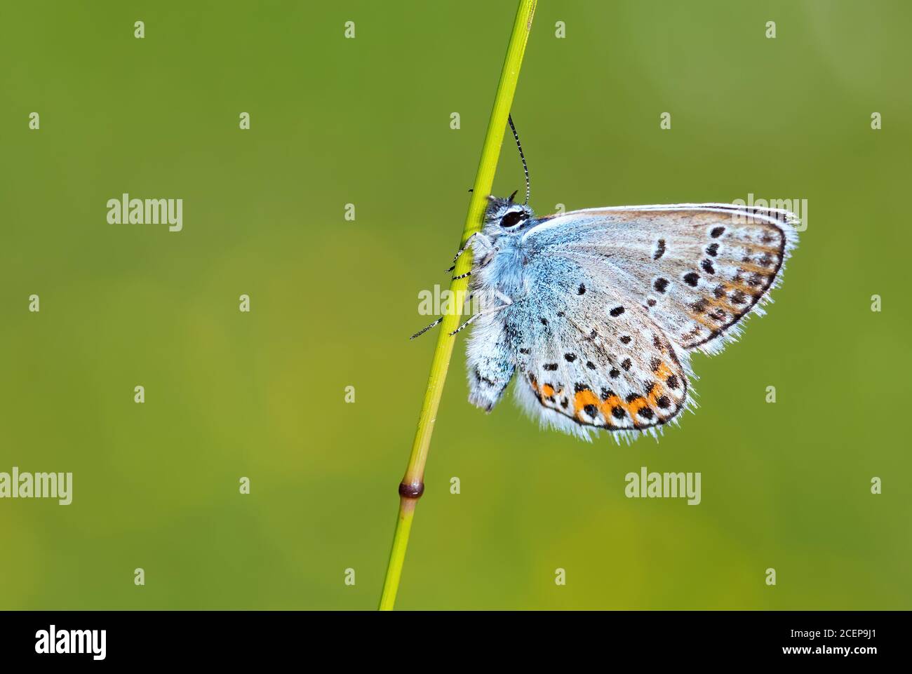 Papillon bleu de Reverdin - Plebejus argyrognomon, beau petit papillon bleu des prairies et prairies européennes, Zlin, République Tchèque. Banque D'Images