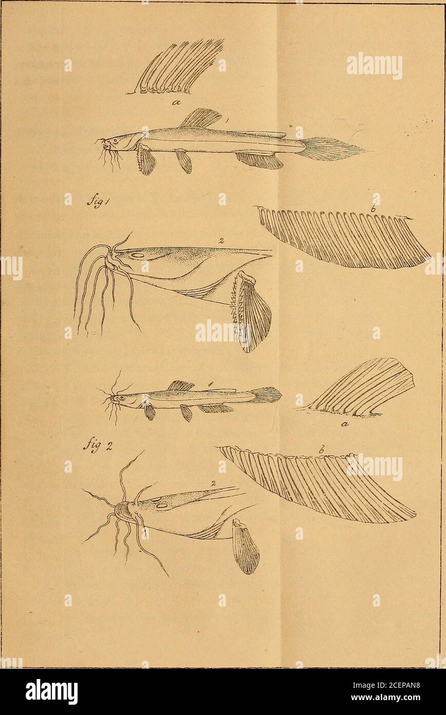 . Calcutta journal de l'histoire naturelle, et miscellany des arts et des sciences en Inde. Le cirri étranger, et les rayons de l'énigme du caudal prolongé à un point allongé. B. 6 : D. 7 : P. I : V. 5 : A. 23 : C. FI. 6 3 le corps est long et mince comme dans Cobitis, le vaisseau d'air, qui est membraneux, est placé dans la partie antérieure de l'abdomen; le stomachis est un sac aveugle court, ayant l'orifice pylorique près de l'entrée du céséphagus, et l'intestin petit. Cette espèce semble se rapprocher les affinités de la Siluridce et de la Cobitidce les unes des autres alors qu'elles semblaient se tenir avant. Olyra lati Banque D'Images
