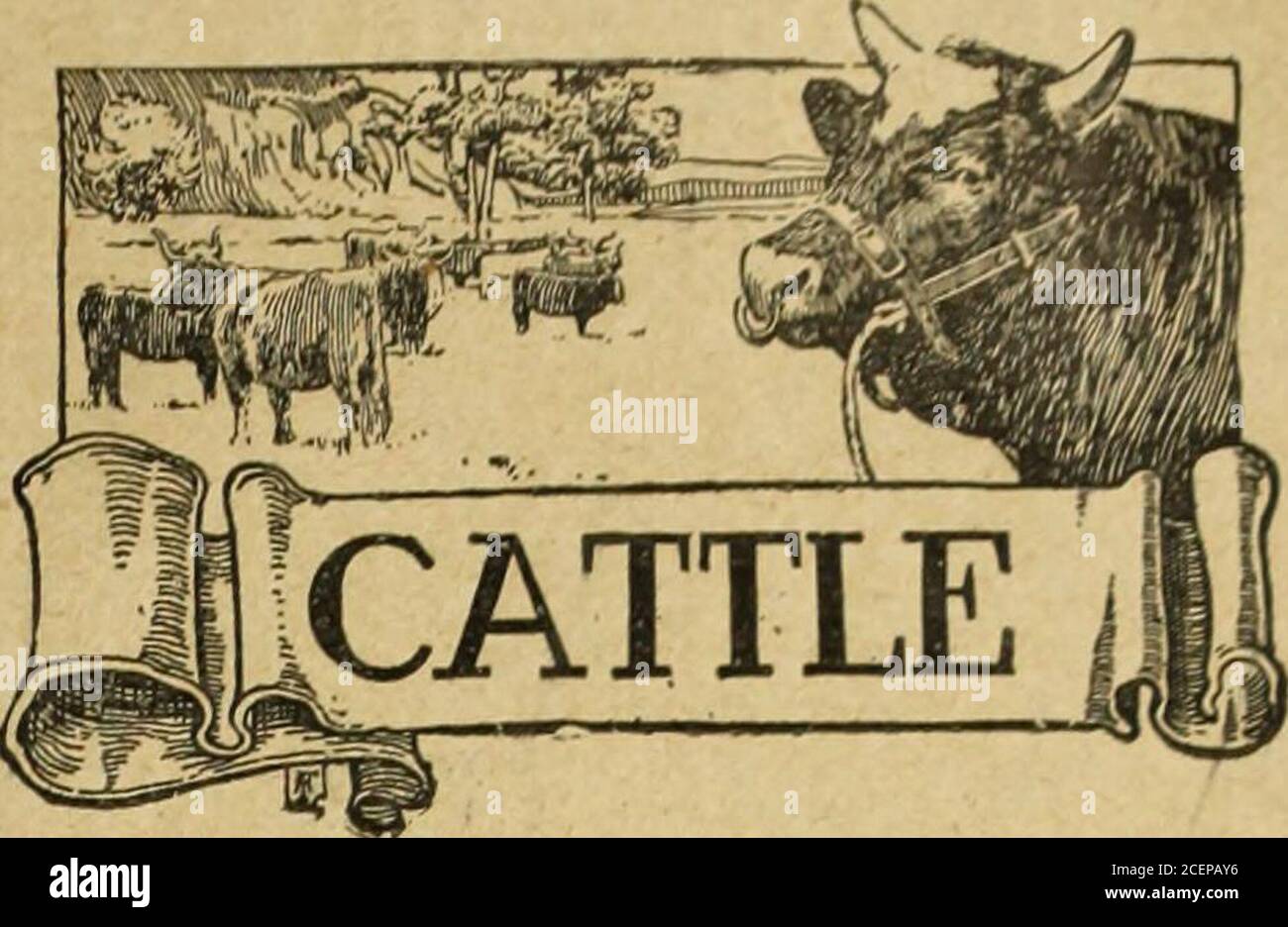 . The Mark Lane express, revue agricole & c. 5,fortunes Favorite 11,764, et CardiffRoyalist 11,002; également dix brebis très intelligentes de M. Ray Wood, sired par Harley Newton11,778, Harley Rose, 11,779, et OdstoneRingleader 11,192. Ces brebis étaient toutes inagneaux à des sires de haute classe spécialement sélectionnés par les éleveurs d'égoteurs de foi pour les utiliser dans leurs troupeaux de recherche. Le bélier de la haveuse whicli ac-compagned ils était un mouton de Montford, possédant comme sa sire que le célèbre bélier Montford Omega 11,882, d'une brebis par MontfordA. 10,006, puis au phénomène Royalwinner de 120-guinée 8,680, produit par M. A. E.Ma Banque D'Images