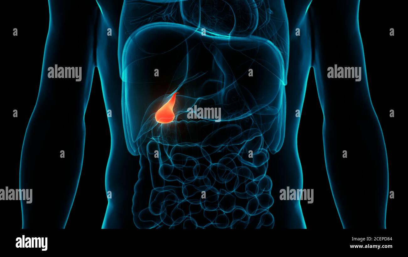 Ou Se Trouve La Vésicule Biliaire Dans Le Corps Humain Anatomie de la vésicule biliaire interne humaine Photo Stock - Alamy