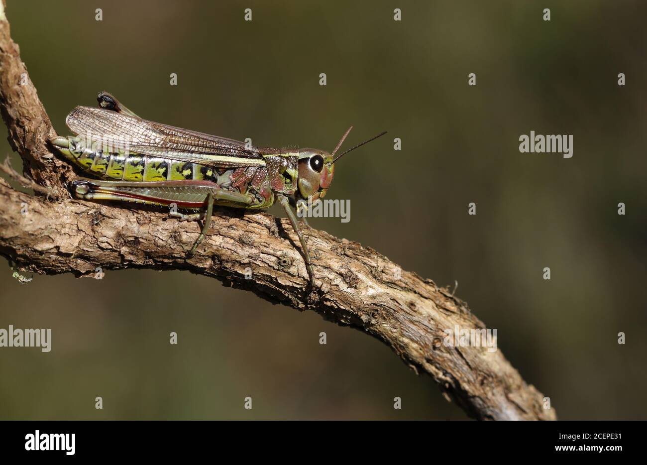 Une femelle rare de gros marais, Stethophyma grossum, reposant sur une branche. Banque D'Images