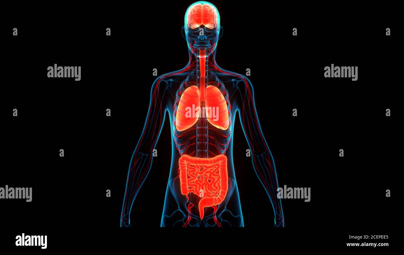 Les droits de l'anatomie des organes internes Banque D'Images