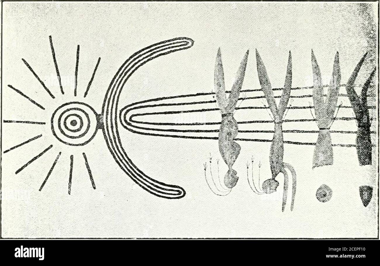 . Autochtones de l'Australie. Ration doit donc être erronée. Les lignes rouges sont toutefois illustrées et continuent de former le contour du nez. Les bras sont montrés et partie du corps, qui semble être vêtu d'un vêtement d'une sorte, décoré de barres rouges, non continu. Un autre groupe de quatre chiffres est similaire, sauf que le halo est principalement bleu ; on semble porter une ceinture.un autre tableau figure un kangourou, et un troisième aman avec des caractéristiques très rudimentaires tenant un kangourou au-dessus de sa tête ; dans chaque cas, l'animal est excellentlytracté. Le dernier des chiffres est celui d'un homme portant l'alo Banque D'Images