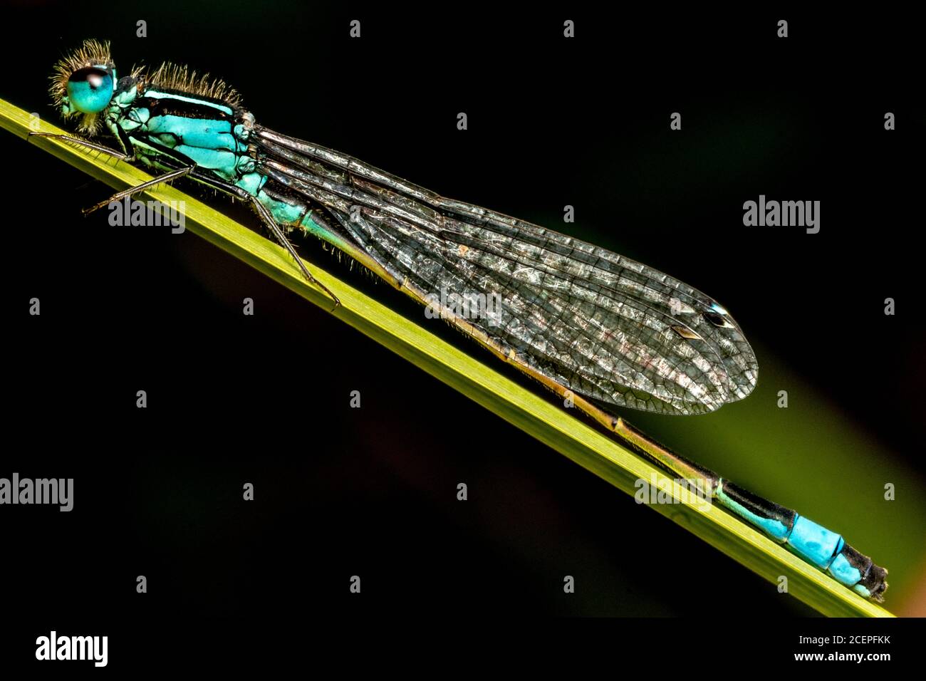 Demoiselle à queue bleu Banque D'Images