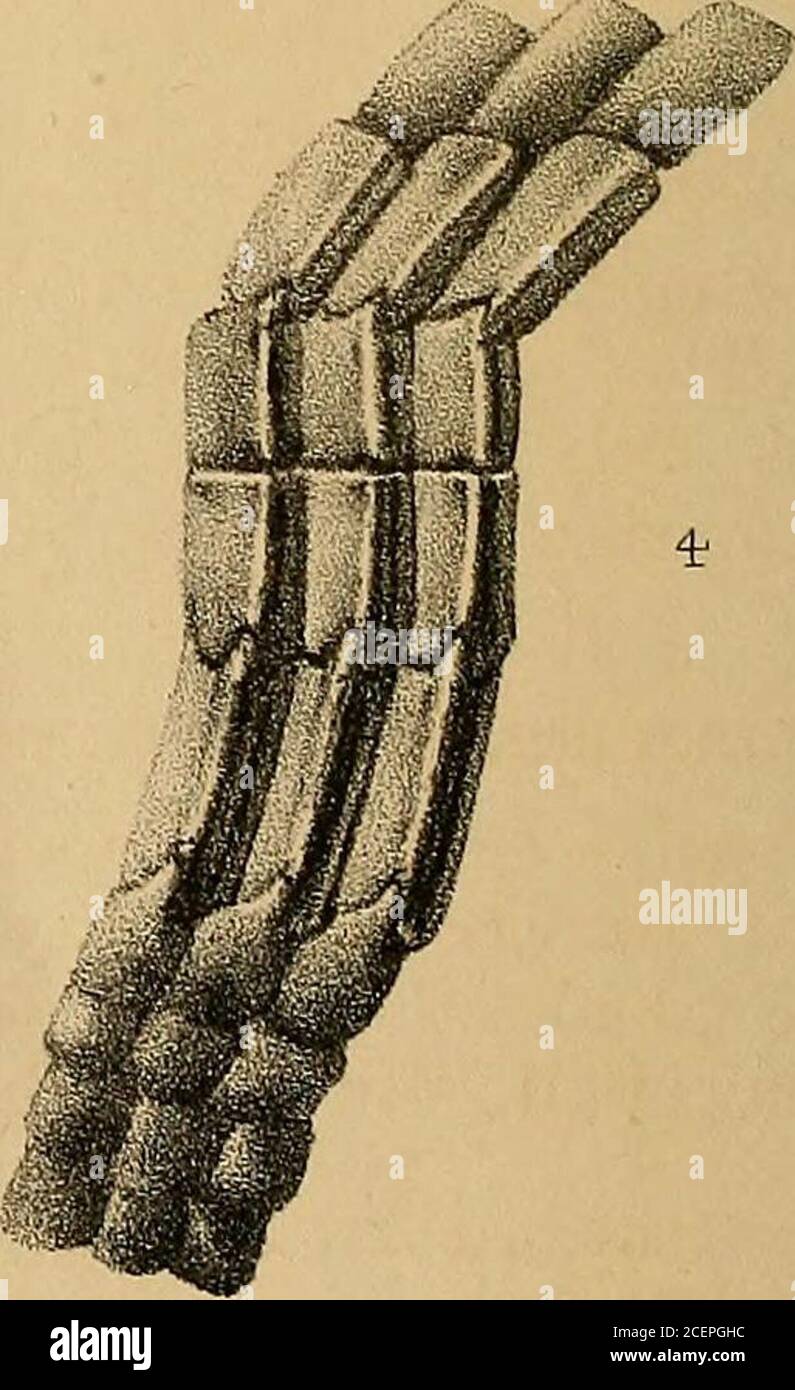 Magazine Geologique E C Wbodwa T Ddel Et Lith Vvvvest He V Na N C Pinoliciopliorus Furteck Doraetslnre La Nouvelle Serie Du Magazine Geologique Decennie Iii Vol Iv N Viii Aout 1887 Ok Ig Ilsrj5 Gt Xj A I Tiole S I Sur Les Nouvelles